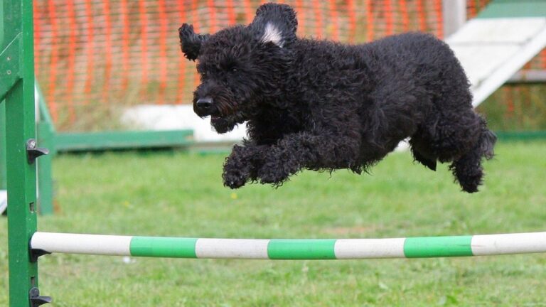 plannen voor agility in Julianapark in Hoorn